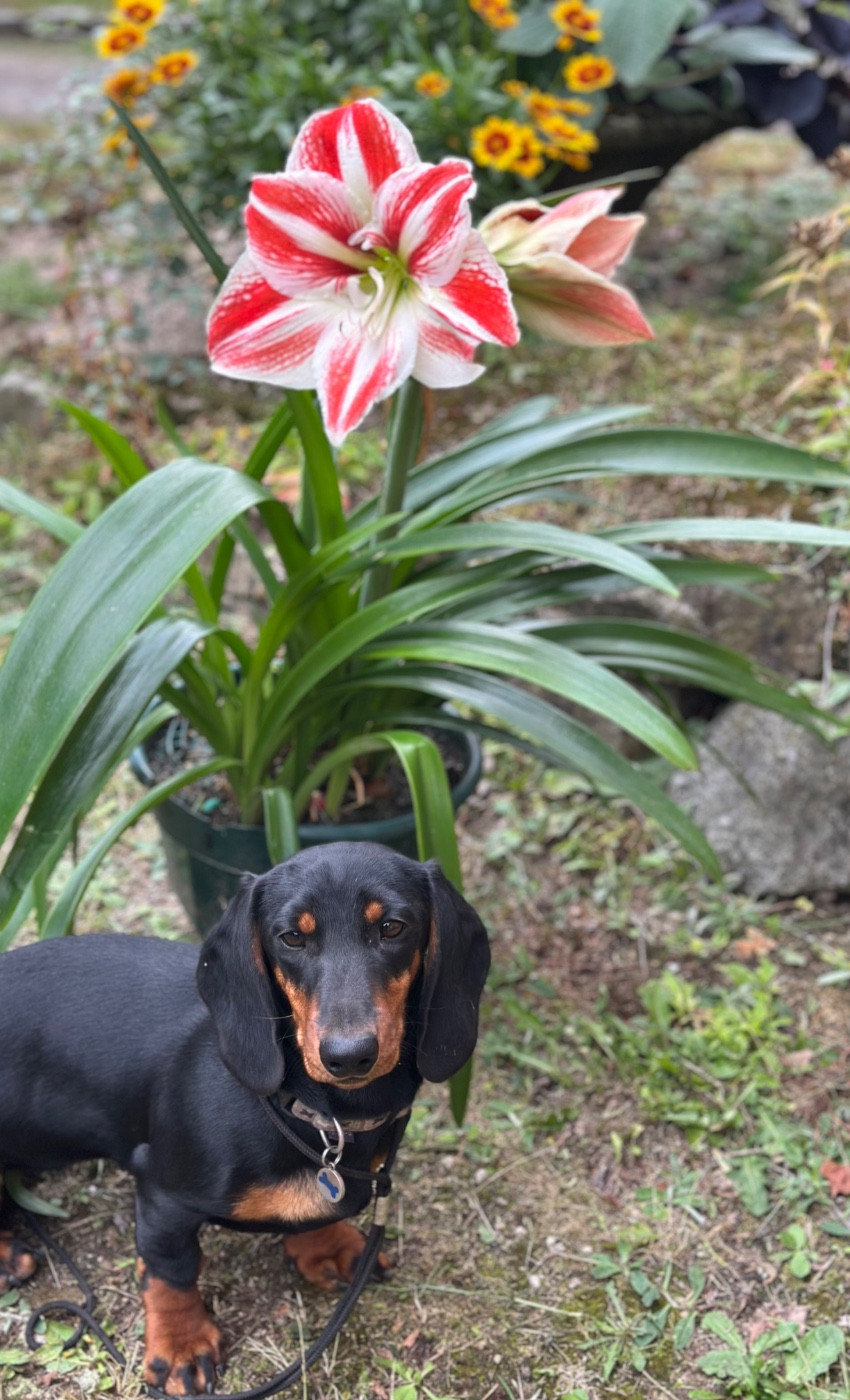 Amoruccia Betty De Teremok De Anastasia