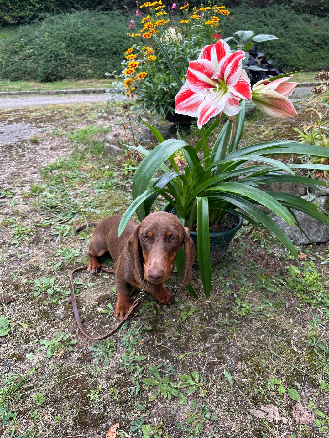 Armonia Dolce De Teremok De Anastasia