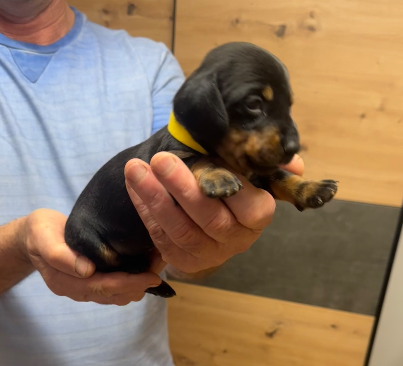 De Teremok De Anastasia - Chiots disponibles - Teckel poil ras