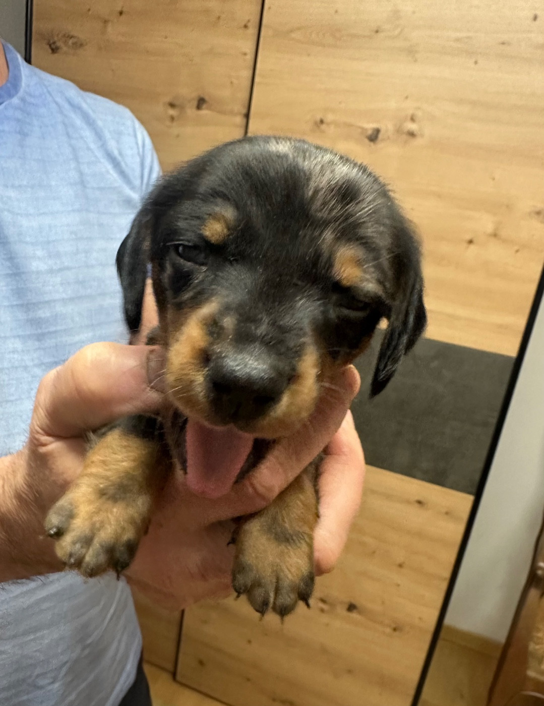 De Teremok De Anastasia - Chiots disponibles - Teckel poil ras