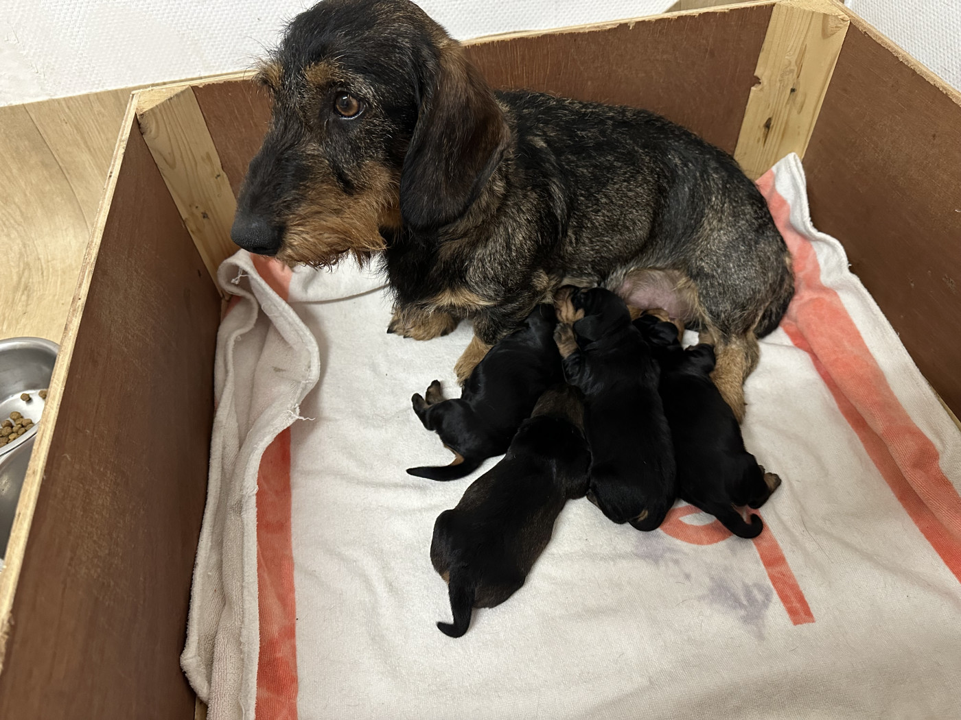 Chiot Teckel poil dur De Teremok De Anastasia
