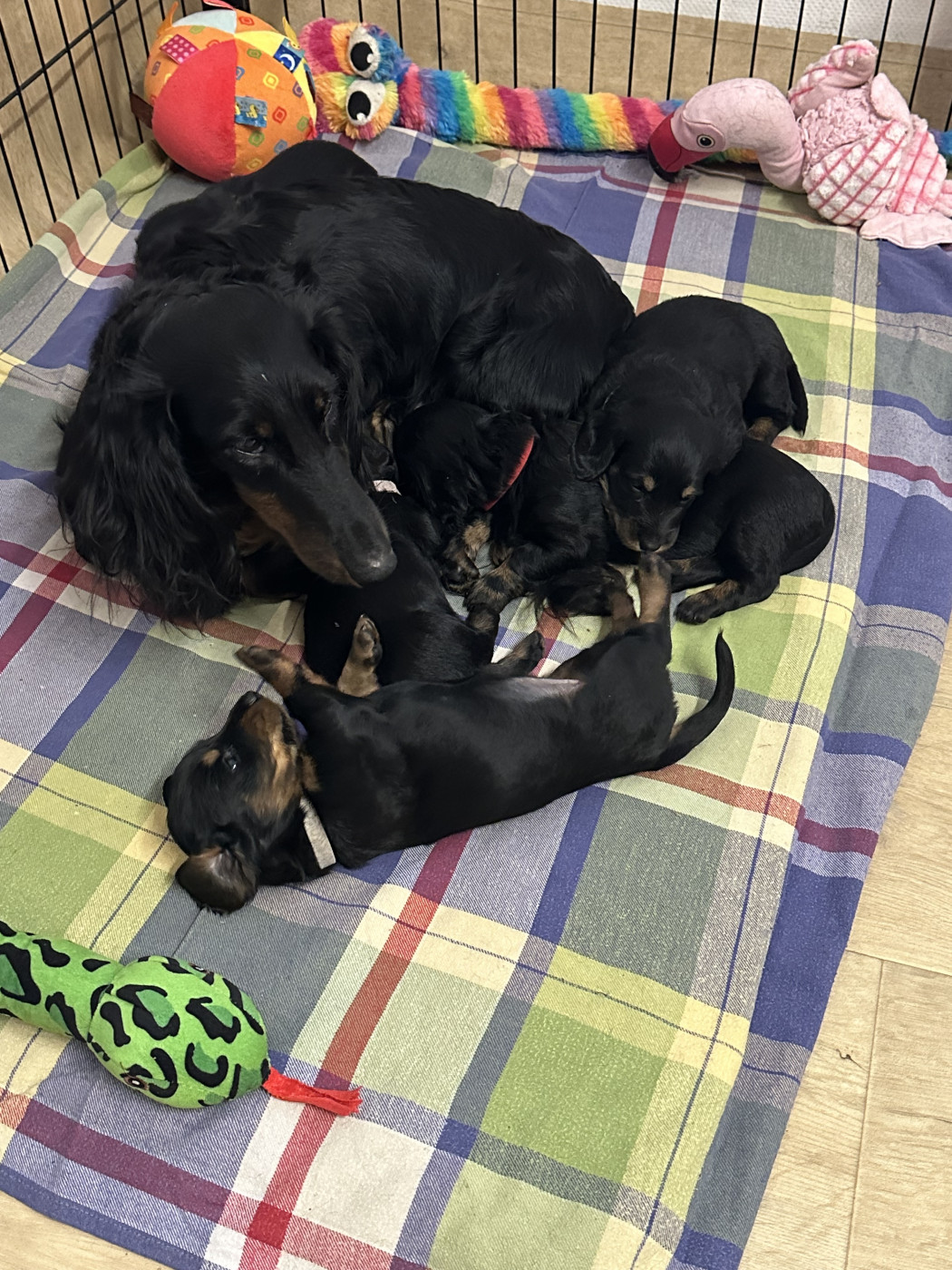 Chiot Teckel poil long De Teremok De Anastasia