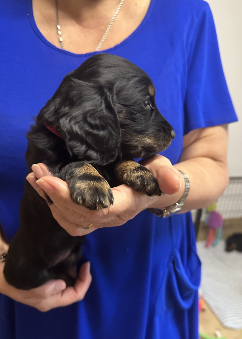 De Teremok De Anastasia - Chiots disponibles - Teckel poil long