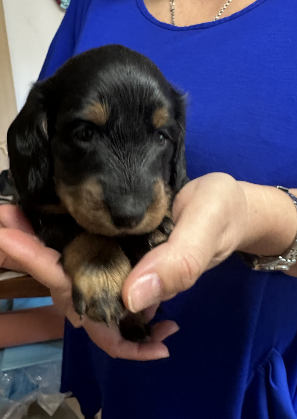 De Teremok De Anastasia - Chiots disponibles - Teckel poil long