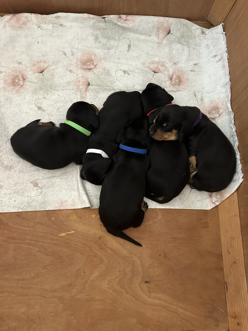 Chiot Teckel poil ras De Teremok De Anastasia