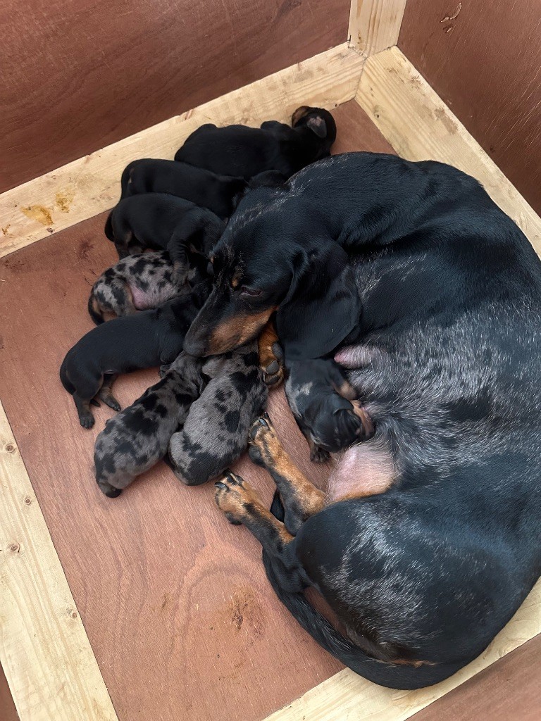 De Teremok De Anastasia - Teckel poil ras - Portée née le 26/10/2025