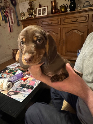 CHIOT 3