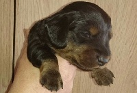 CHIOT