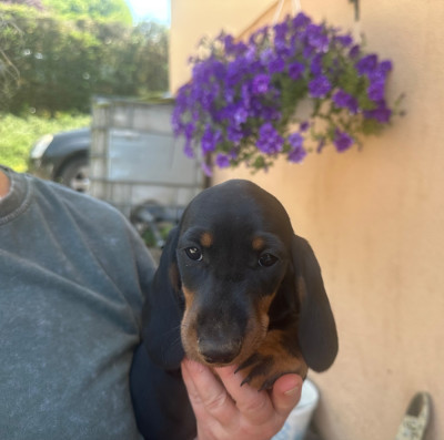 Chiot N°6