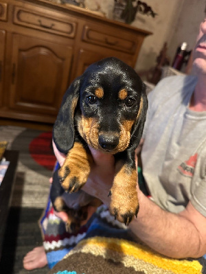 CHIOT 2