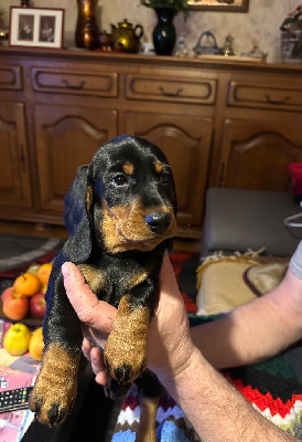 CHIOT 1