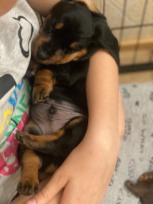 Sam Junior