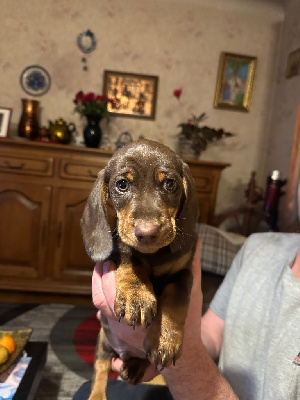 CHIOT 4