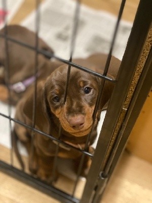 CHIOT