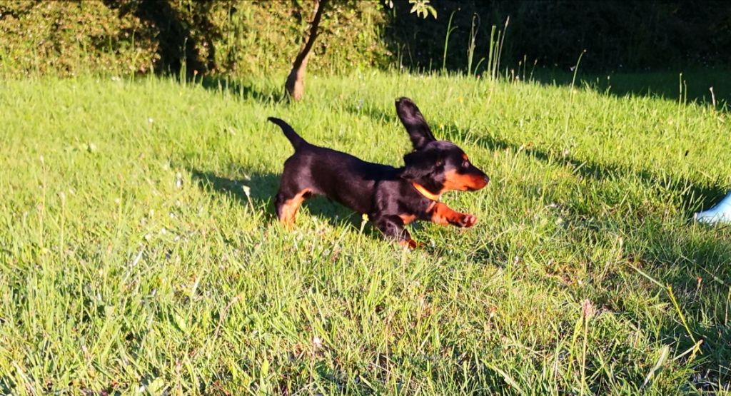 De Teremok De Anastasia - Teckel poil long - Portée née le 05/04/2019